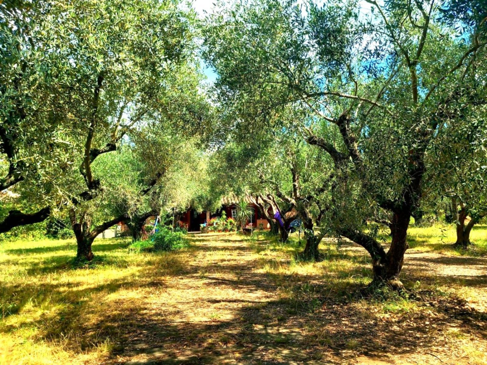 All'Ombra Degli Olivi Pisciarelli Dış mekan fotoğraf